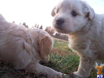 CKC Miniature/Toy Goldendoodle Puppies Champion Lines